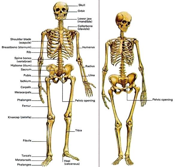 Image result for differences between men and women male and female Skeletons?